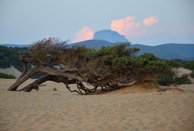 Ginepro modellato dal vento - dune di Piscinas. Sardegna