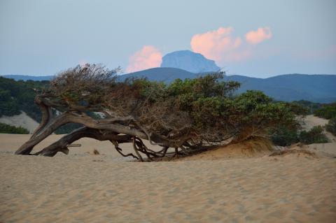 Ginepro modellato dal vento - dune di Piscinas. Sardegna